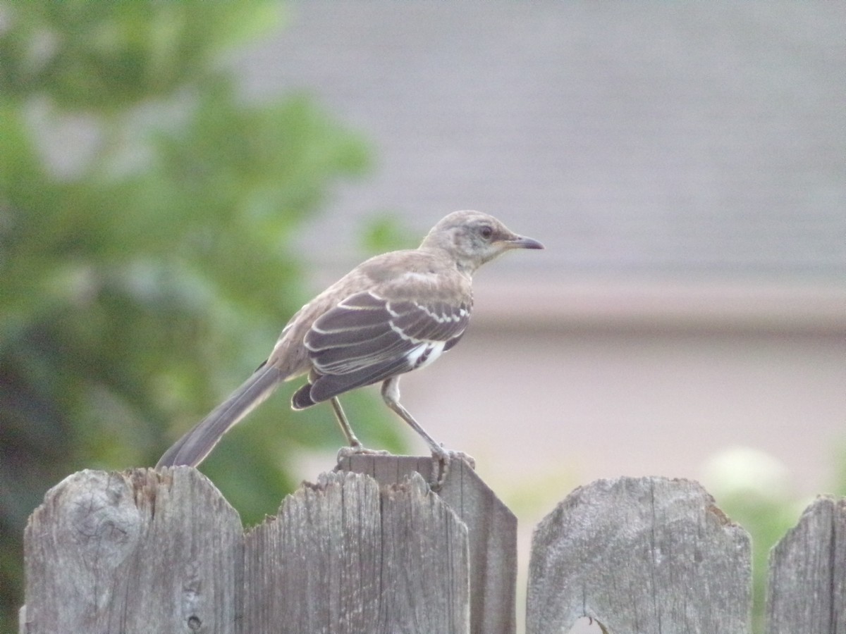 Northern Mockingbird - ML620392915