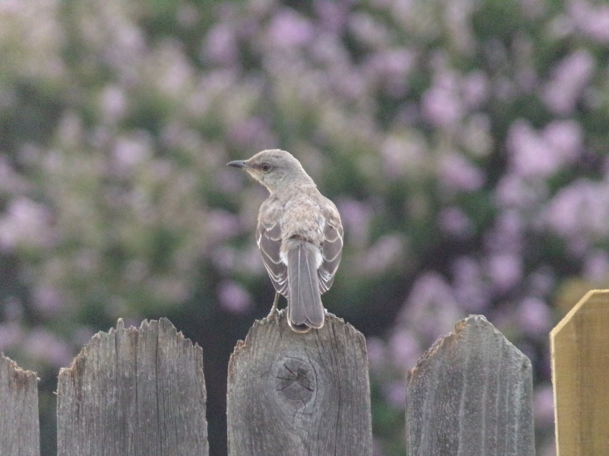 Northern Mockingbird - ML620392918