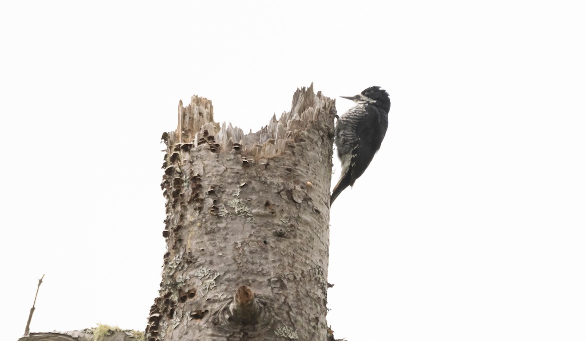 Black-backed Woodpecker - ML620392920