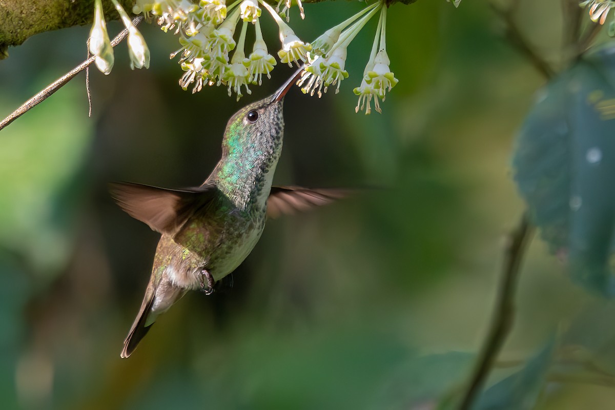 kolibřík zrcadlový - ML620392930