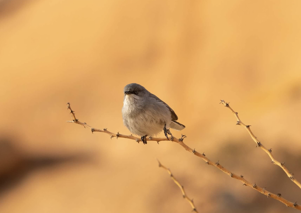 Layard's Warbler - ML620392933