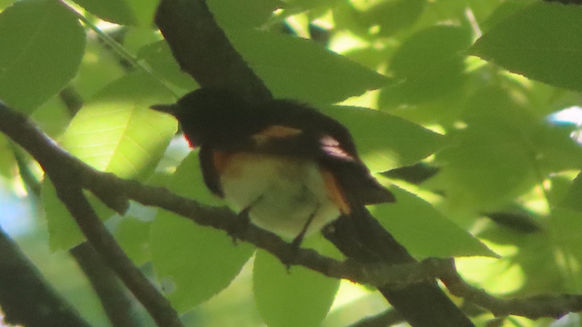 American Redstart - ML620392934