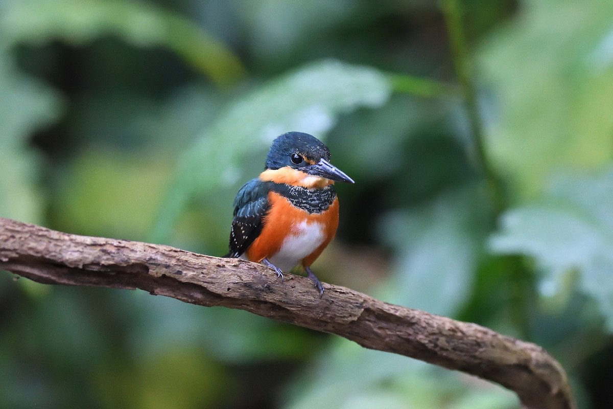 American Pygmy Kingfisher - ML620392944