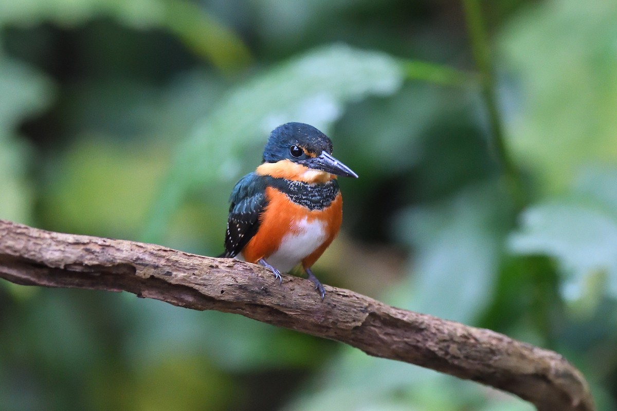 American Pygmy Kingfisher - ML620392945