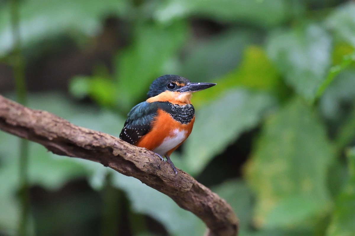 American Pygmy Kingfisher - ML620392946