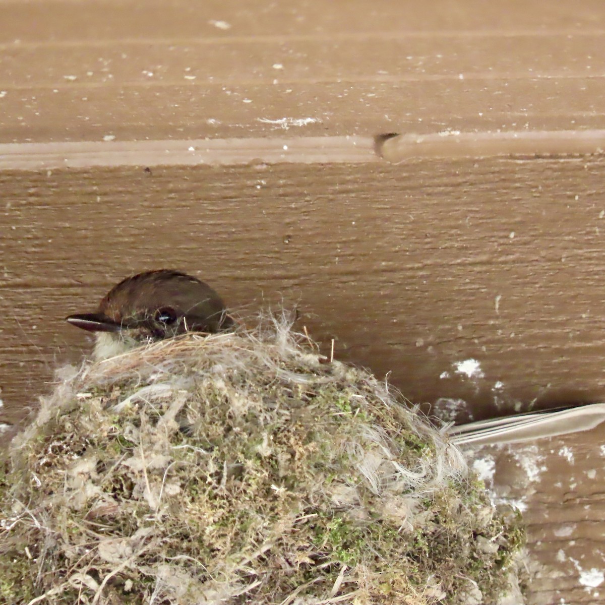 Eastern Phoebe - ML620392949