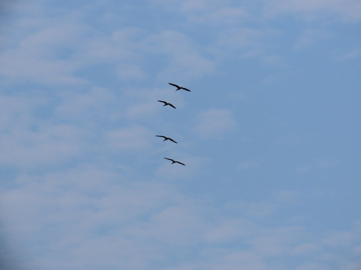 Glossy Ibis - ML620392955