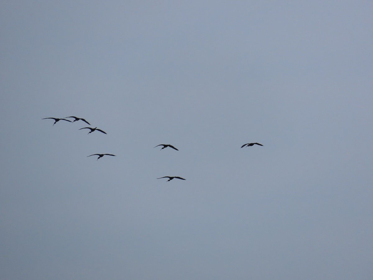 ibis hnědý - ML620392956