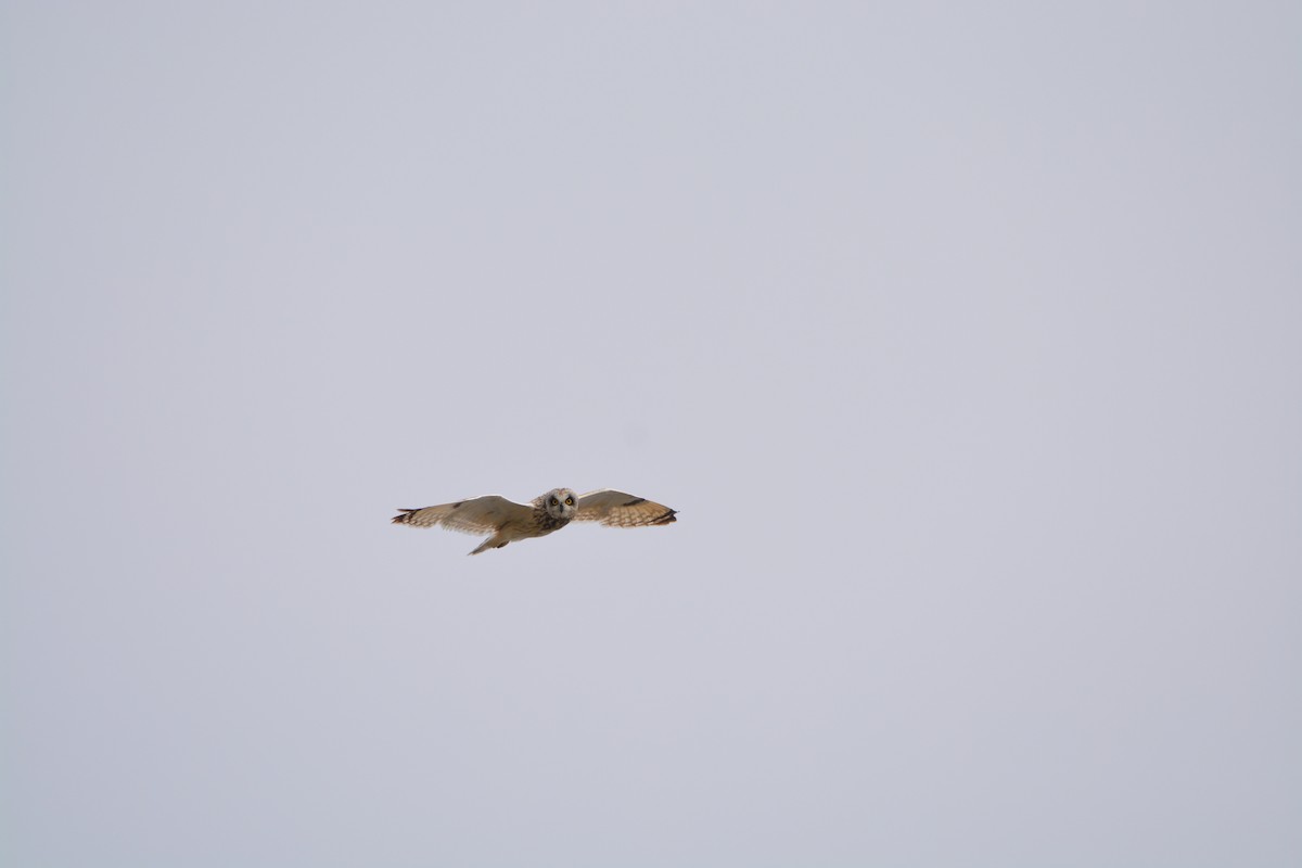 Short-eared Owl - ML620392964