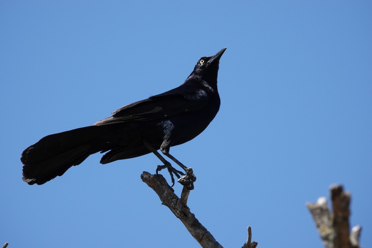 Great-tailed Grackle - ML620392969