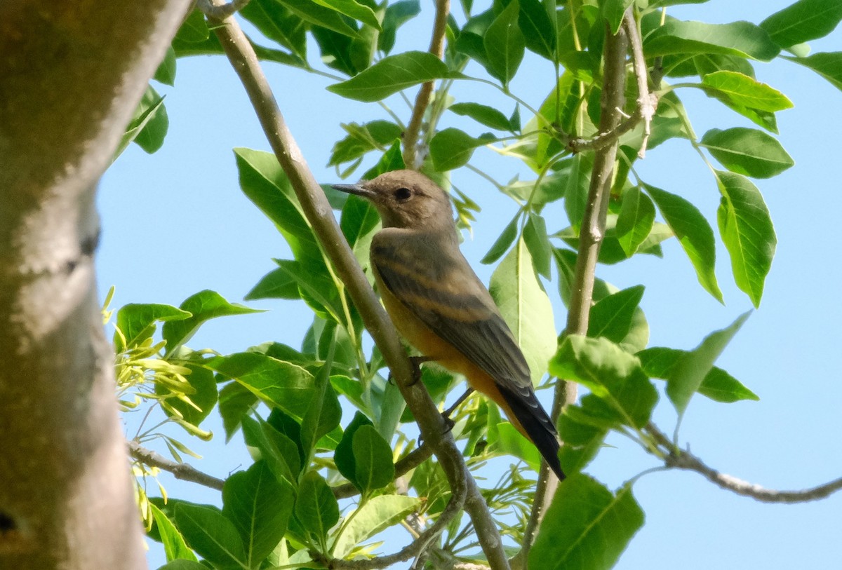 Say's Phoebe - ML620392970