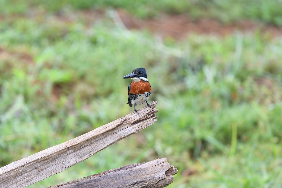 Green Kingfisher - ML620392979