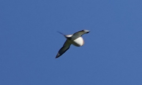 Pin-tailed Sandgrouse - ML620392981