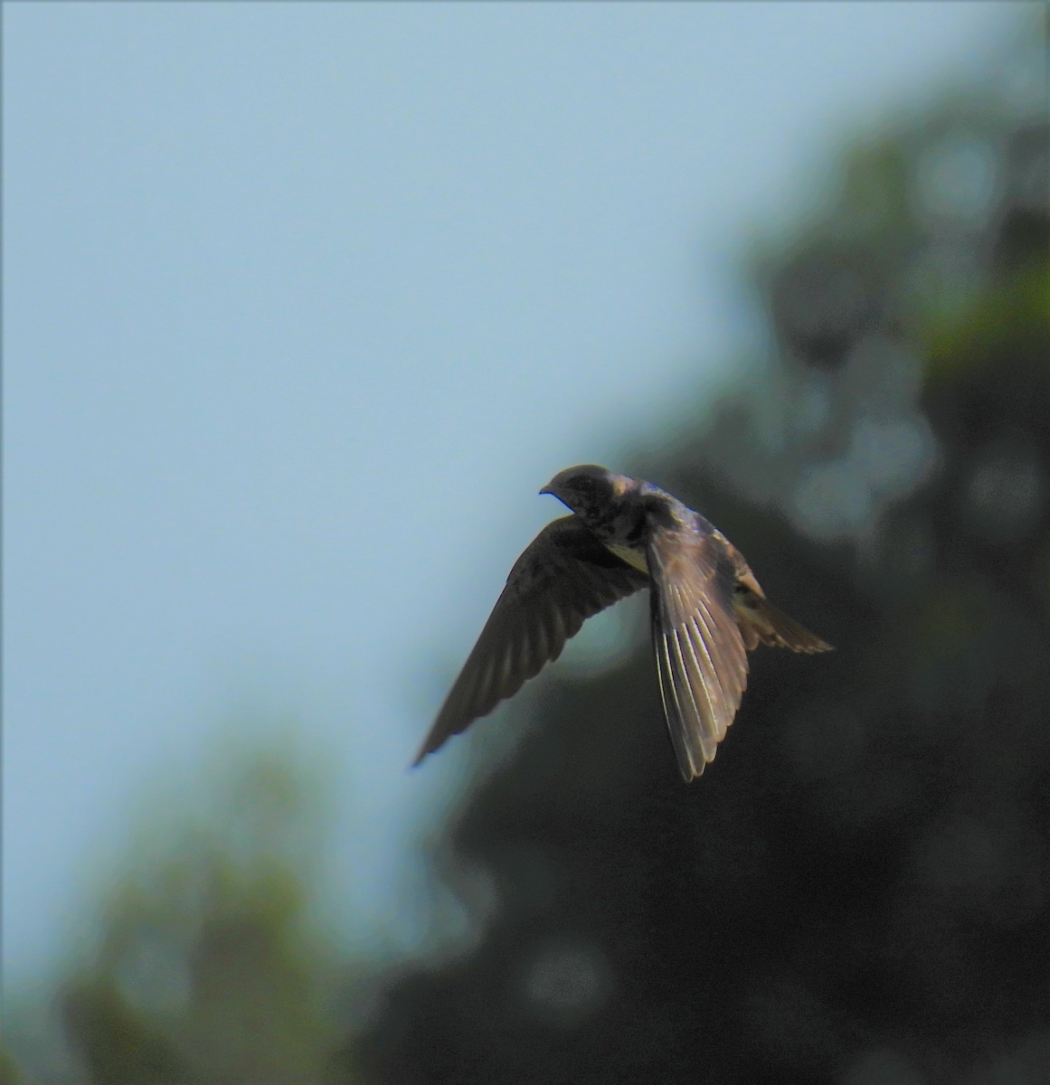 Purple Martin - ML620392985