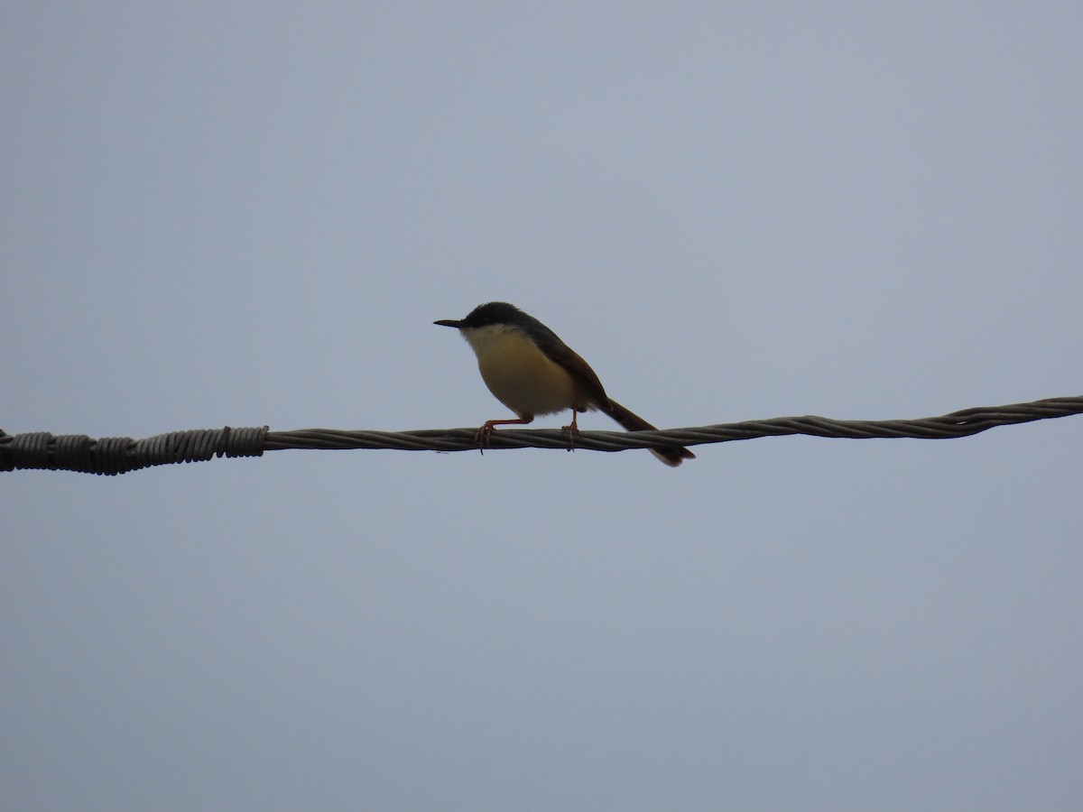 Prinia cendrée - ML620392988