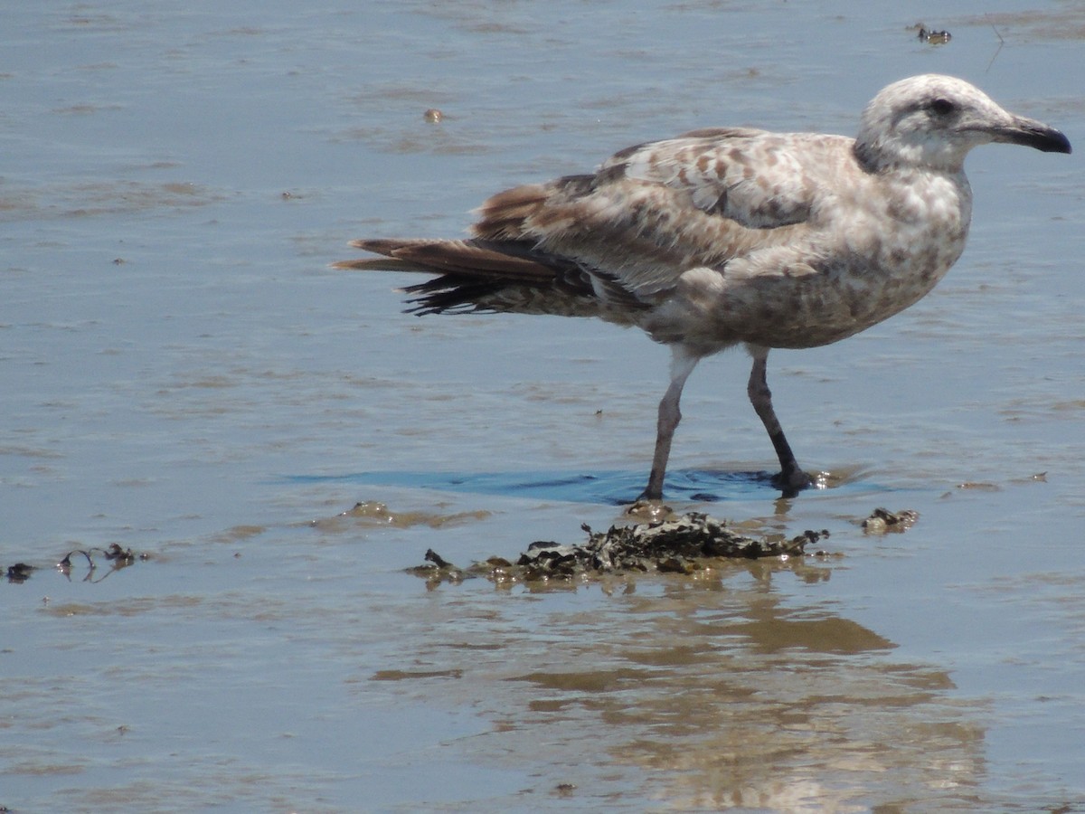 Herring Gull - ML620392990