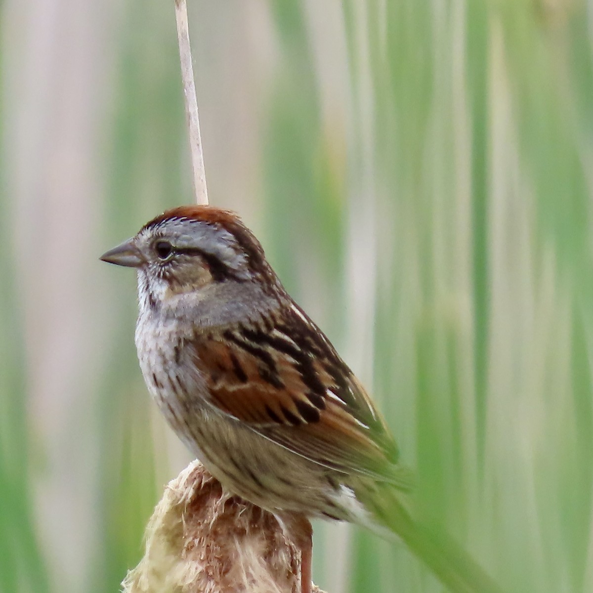 Swamp Sparrow - ML620392994