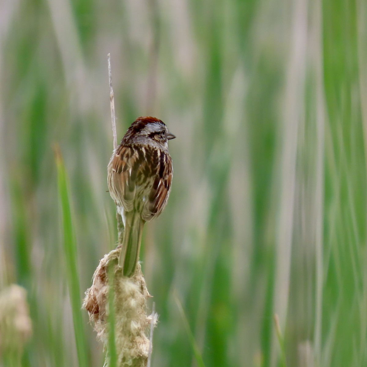 Swamp Sparrow - ML620392995