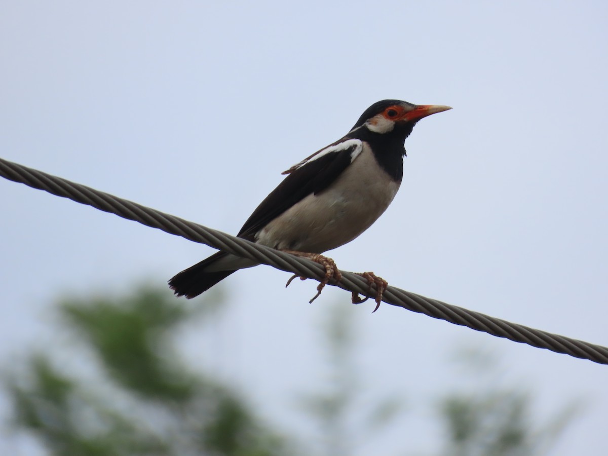 Indian Pied Starling - ML620392997