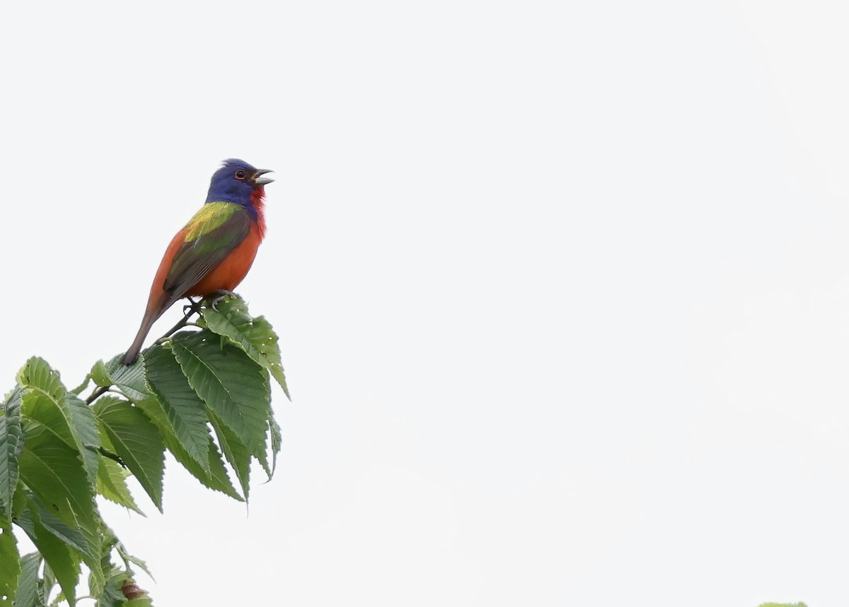 Painted Bunting - ML620393005