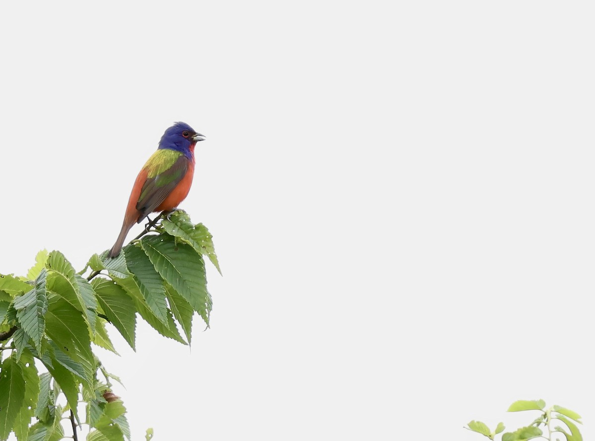 Painted Bunting - ML620393006