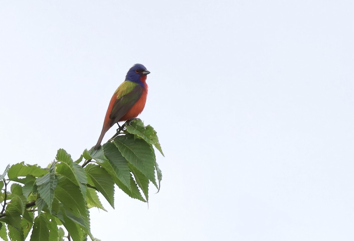 Painted Bunting - ML620393007