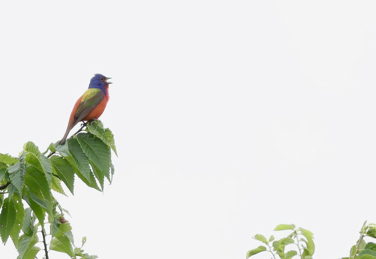 Painted Bunting - ML620393008