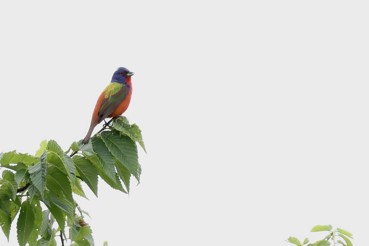 Painted Bunting - ML620393009