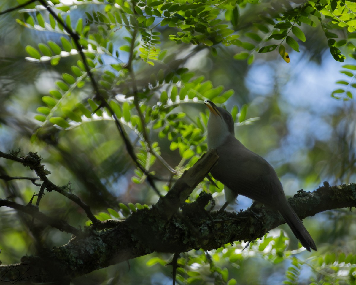 Yellow-billed Cuckoo - ML620393012