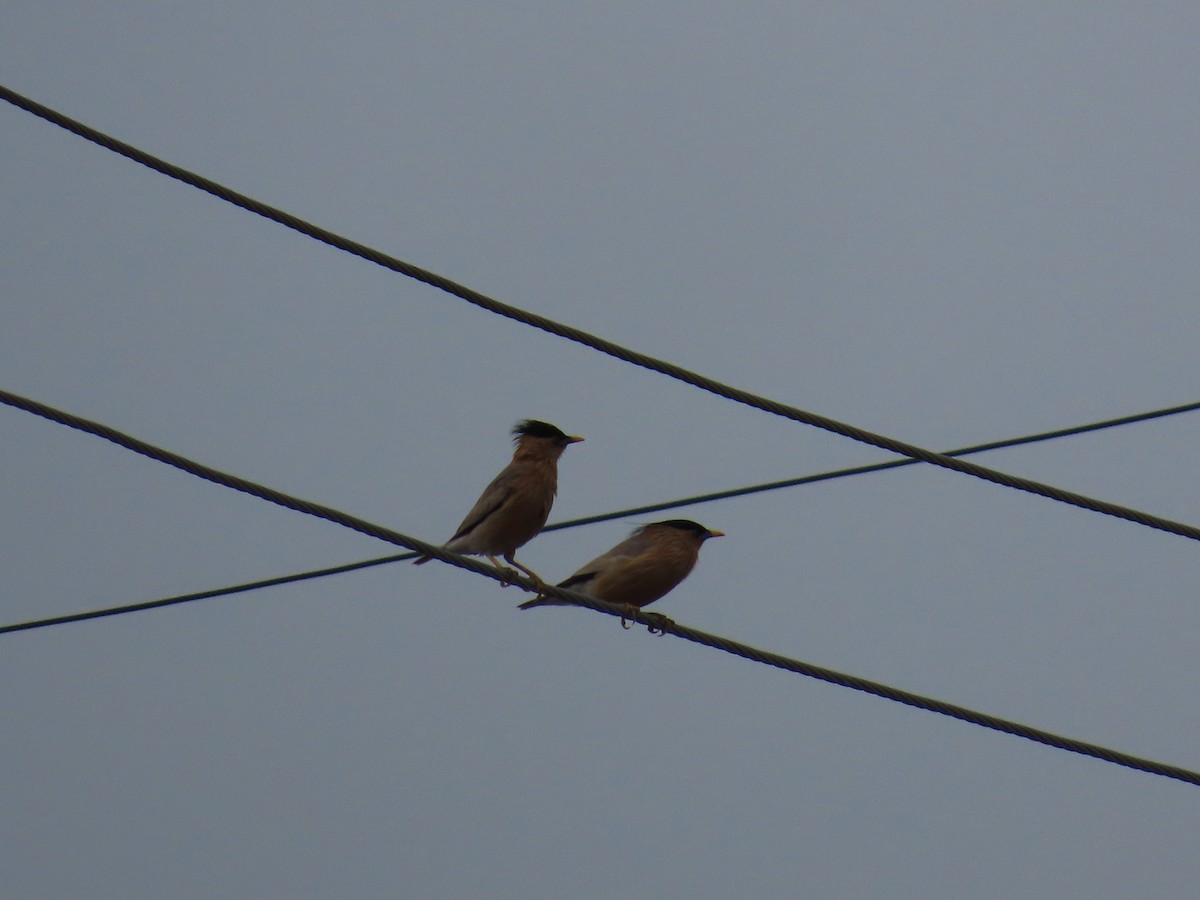 Brahminy Starling - ML620393013