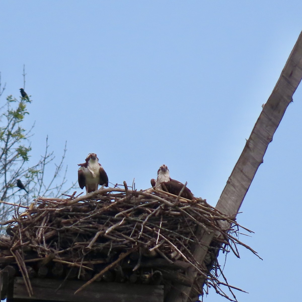 Скопа західна (підвид carolinensis) - ML620393015