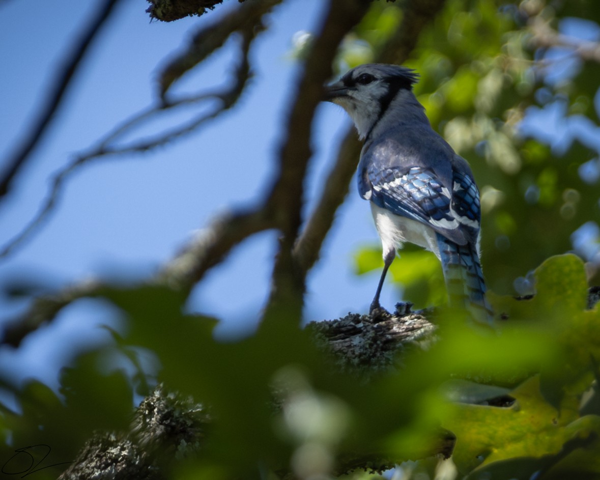 Blue Jay - ML620393021