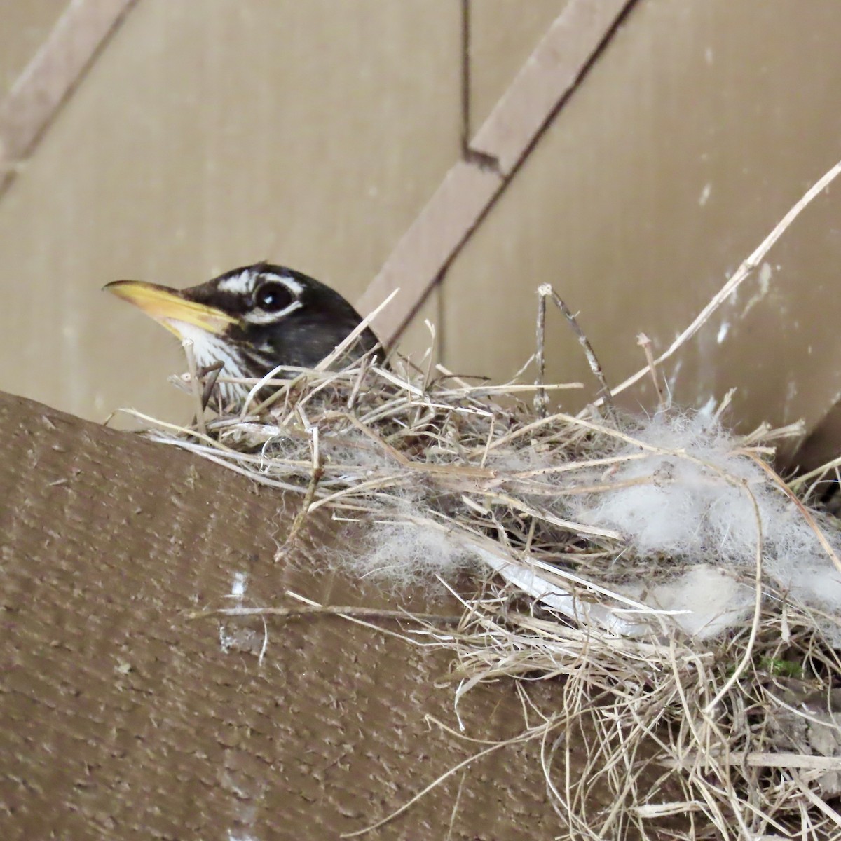 American Robin - ML620393024