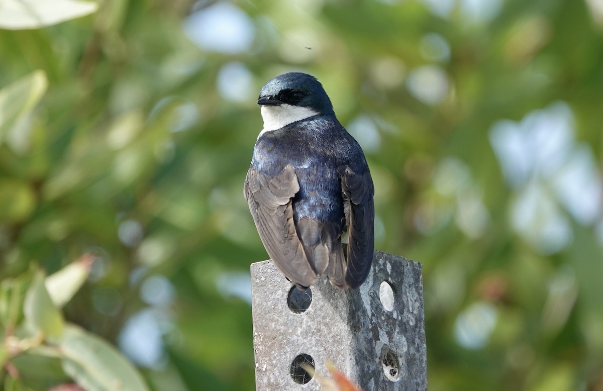 Golondrina Bicolor - ML620393026