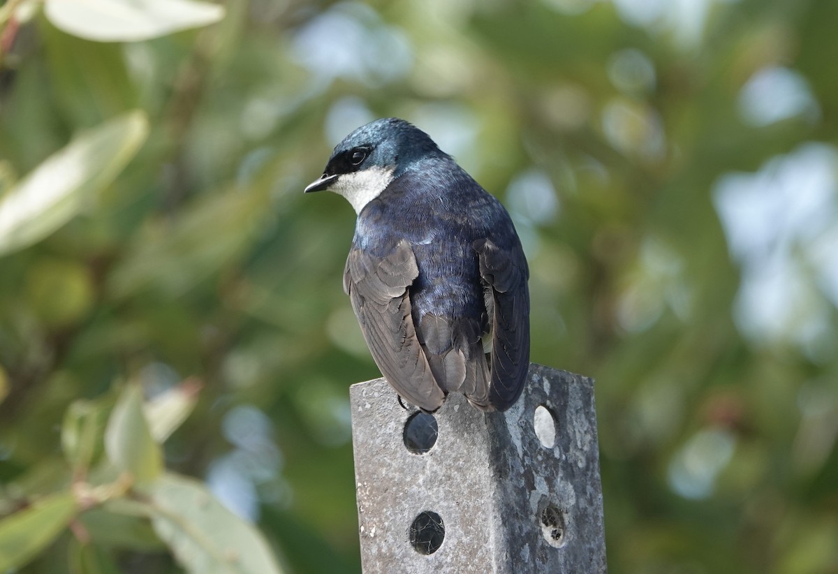 Golondrina Bicolor - ML620393028