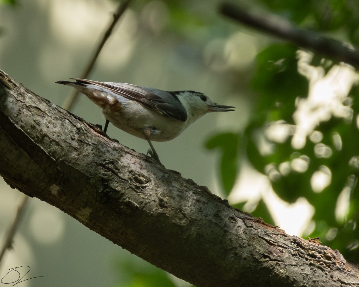 White-breasted Nuthatch - ML620393029