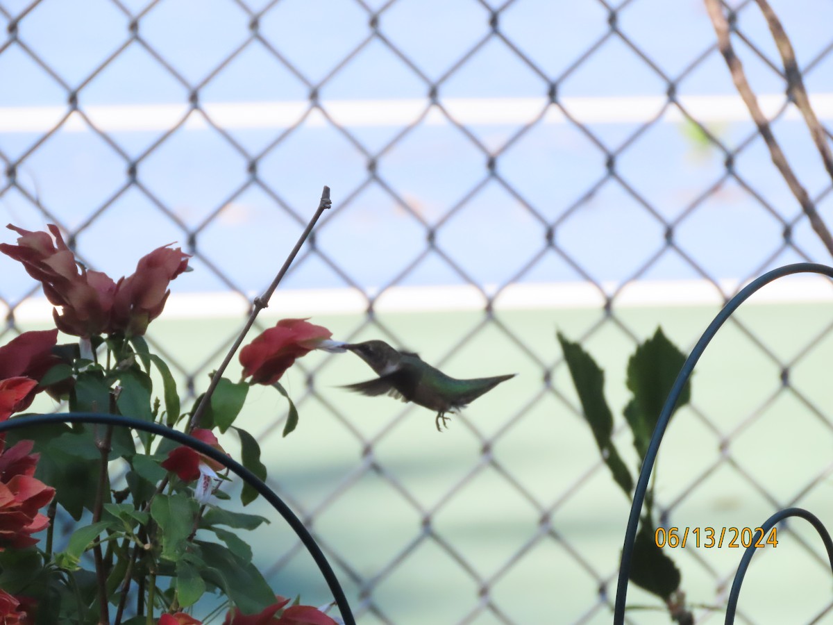 Ruby-throated Hummingbird - ML620393033