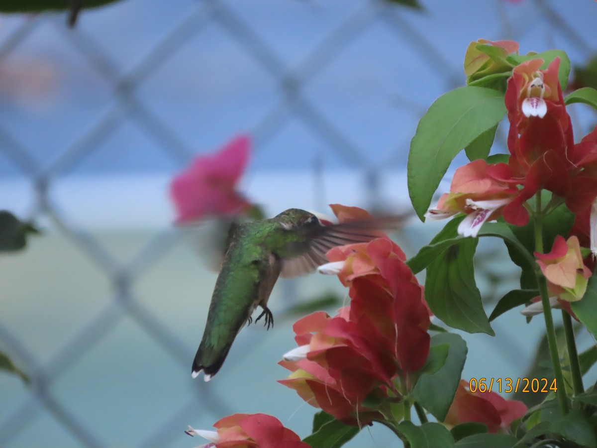 Ruby-throated Hummingbird - ML620393034