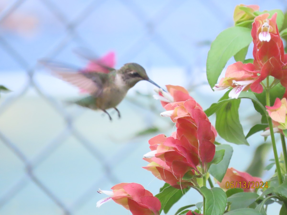 Ruby-throated Hummingbird - ML620393035