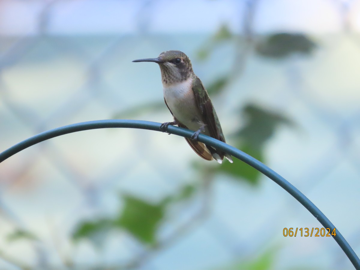Ruby-throated Hummingbird - ML620393036