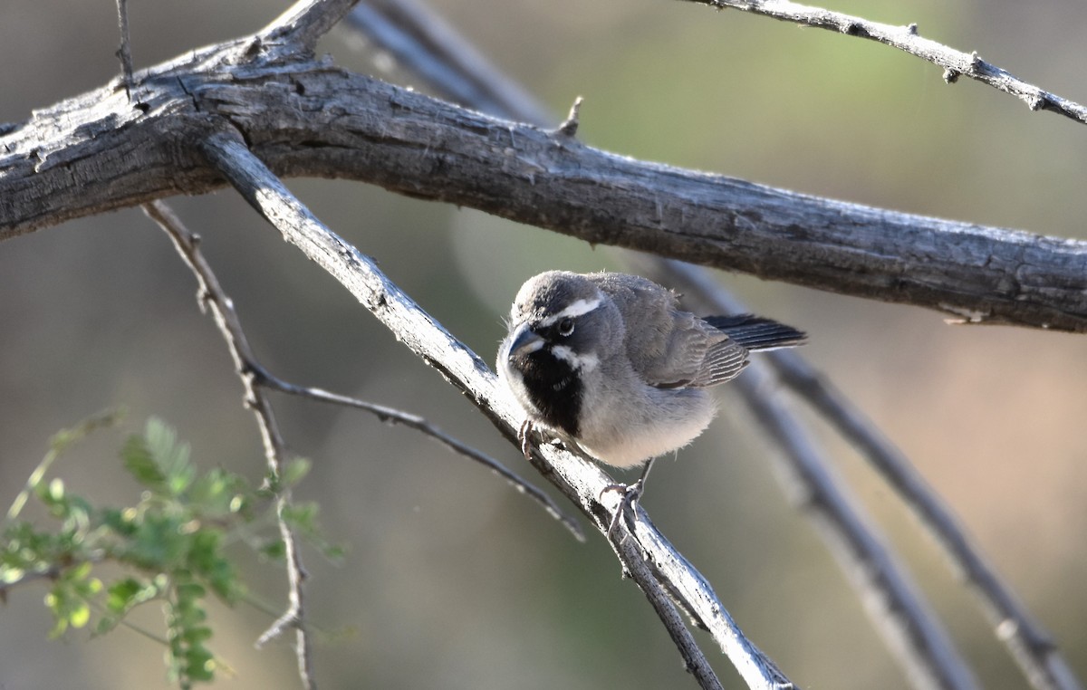 Black-throated Sparrow - ML620393052