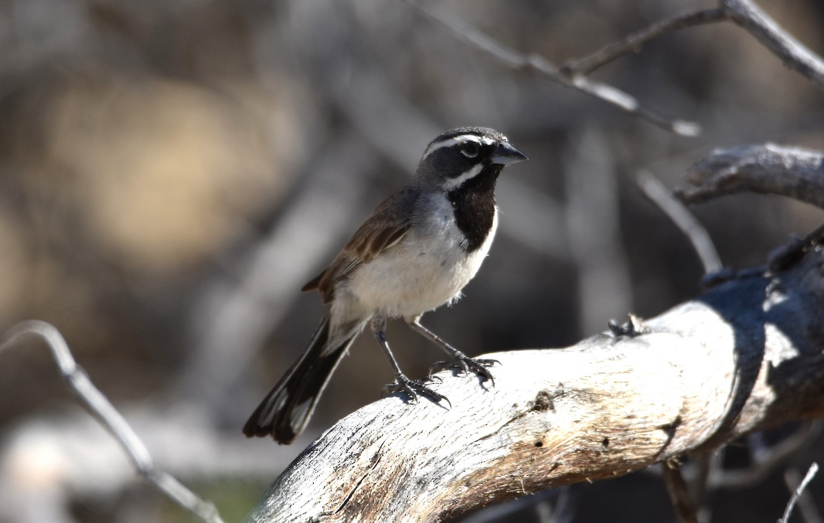 Black-throated Sparrow - ML620393053