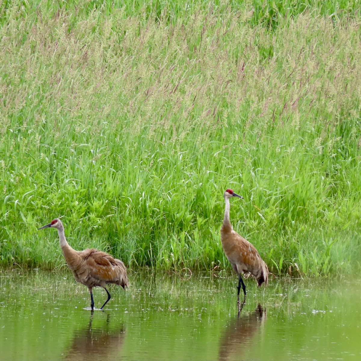 Sandhill Crane - ML620393058