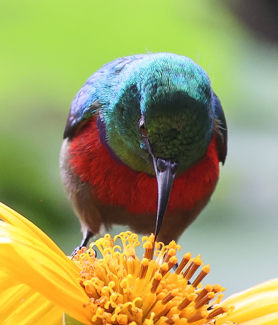Northern Double-collared Sunbird - Tom Driscoll