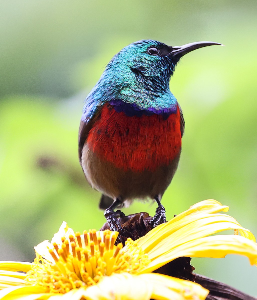 Northern Double-collared Sunbird - Tom Driscoll