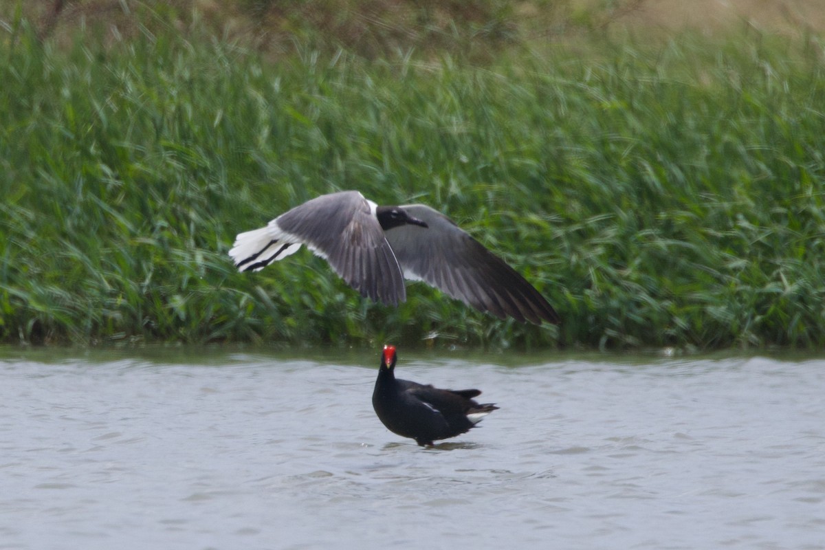 Laughing Gull - Michael St John