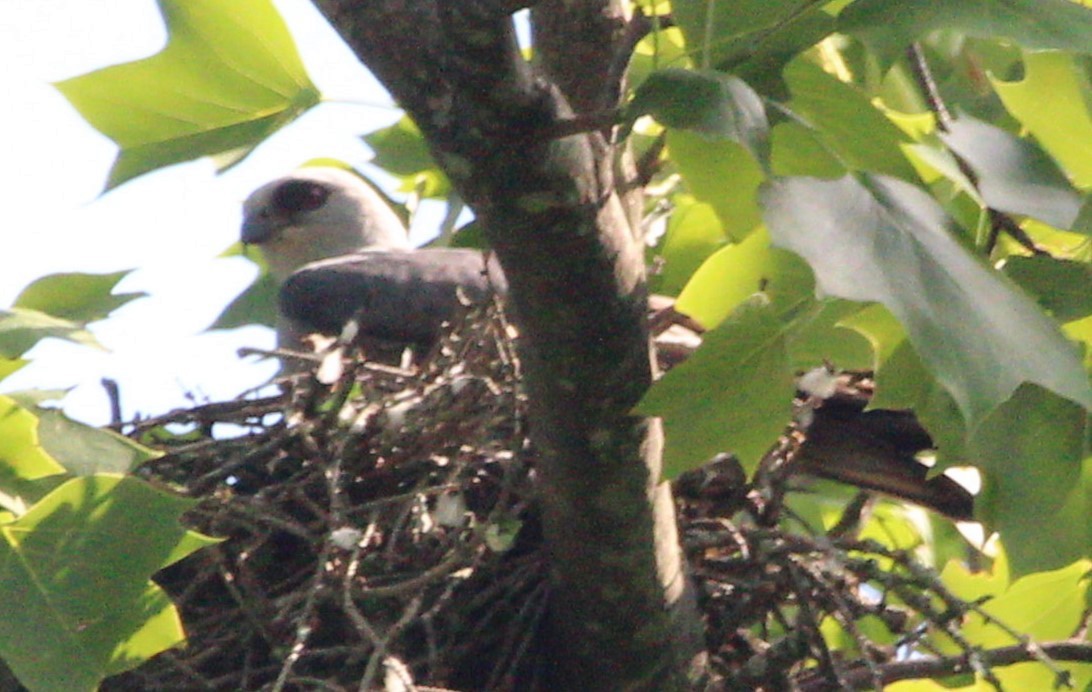 Mississippi Kite - ML620393099