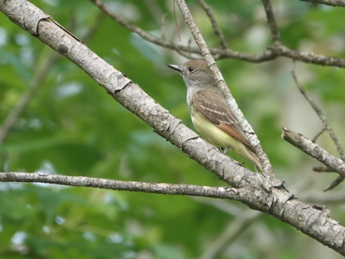 Great Crested Flycatcher - ML620393110