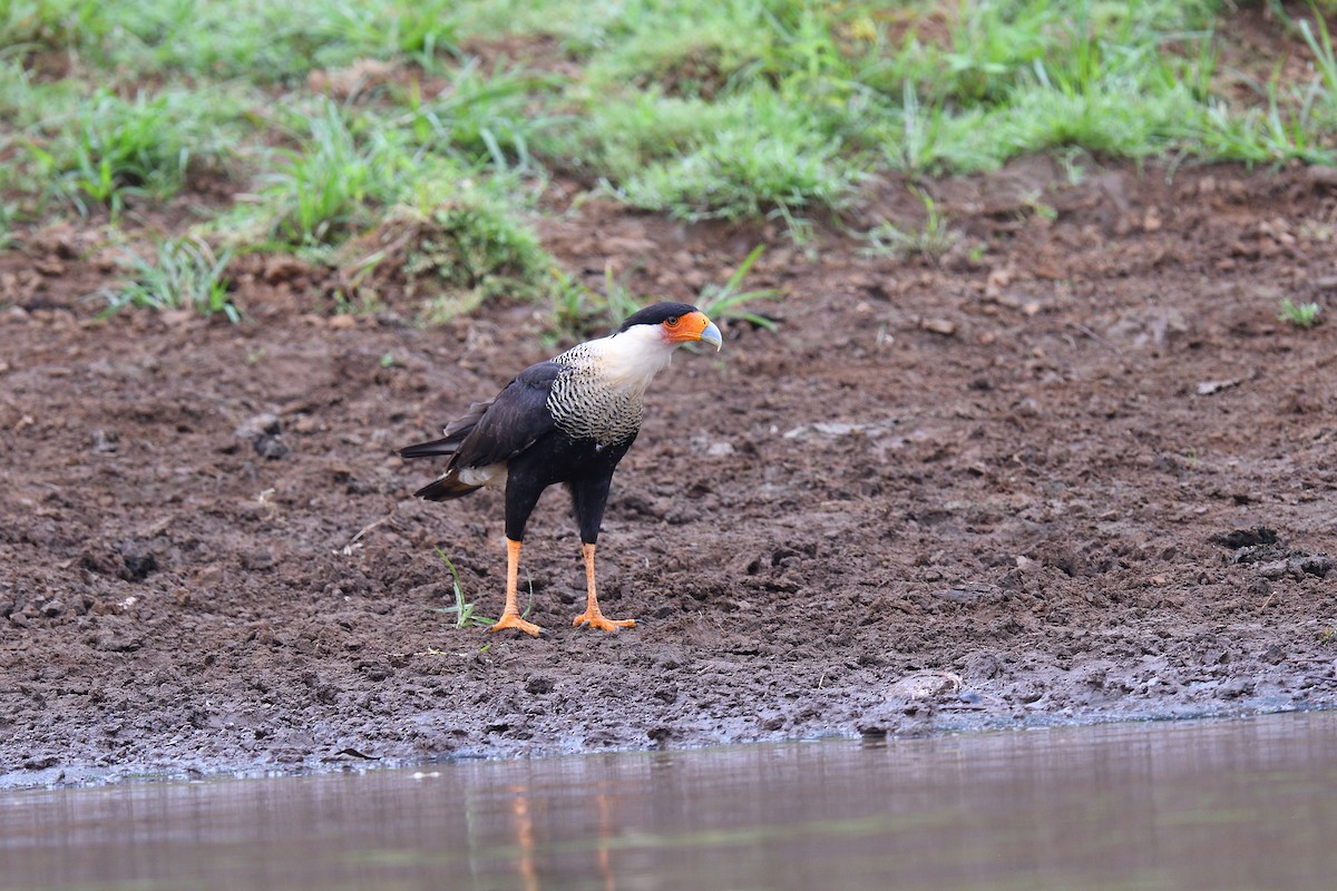 Crested Caracara - ML620393124