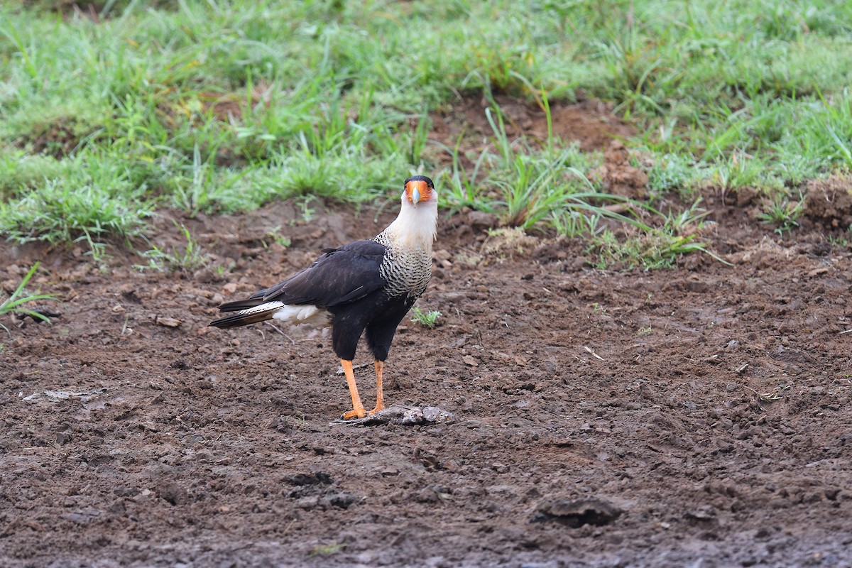 Crested Caracara - ML620393127